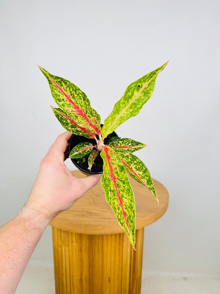 Aglaonema Commutatum - Night Sparkle | Uprooted