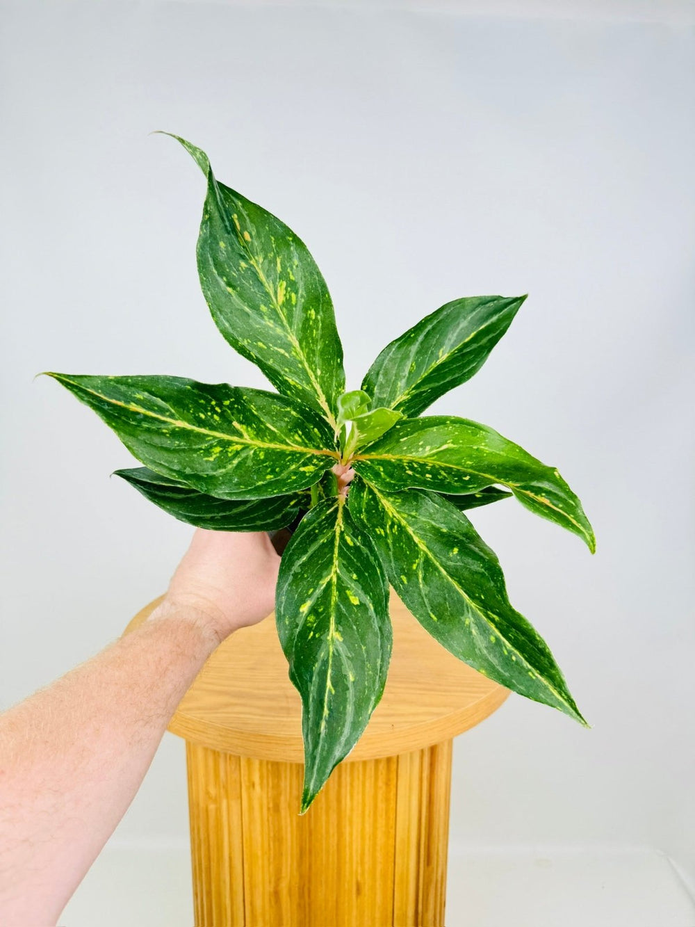 Aglaonema Commutatum - Pink Butterfly | Uprooted