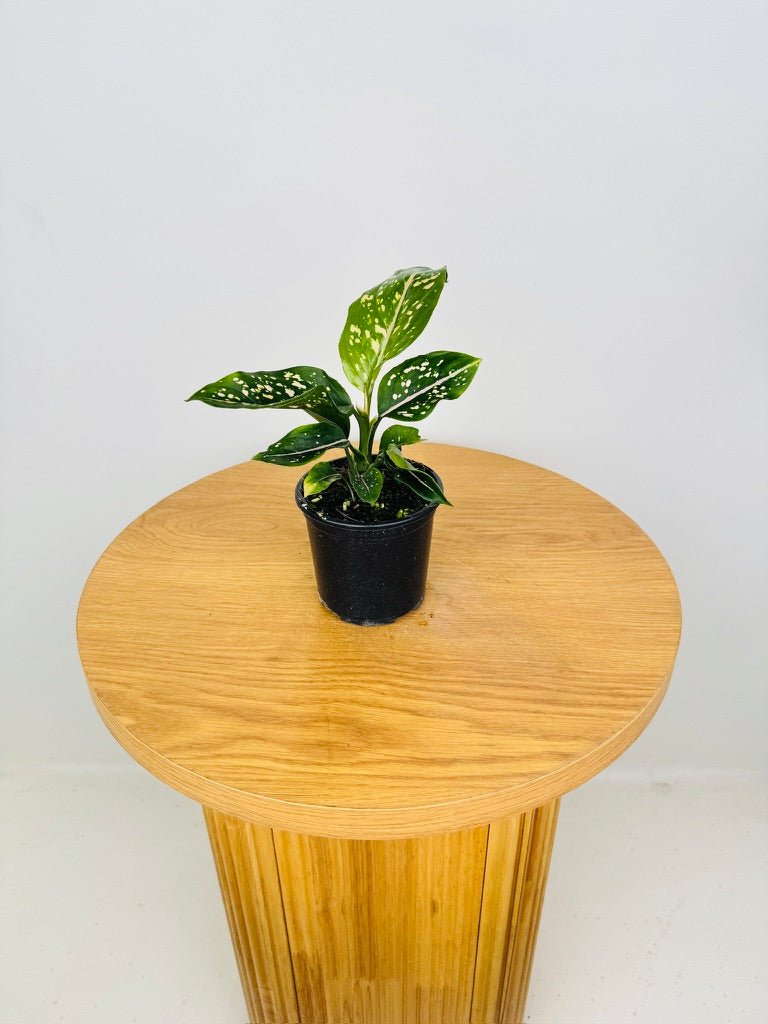 Aglaonema Commutatum - Pink Dalmatian | Uprooted