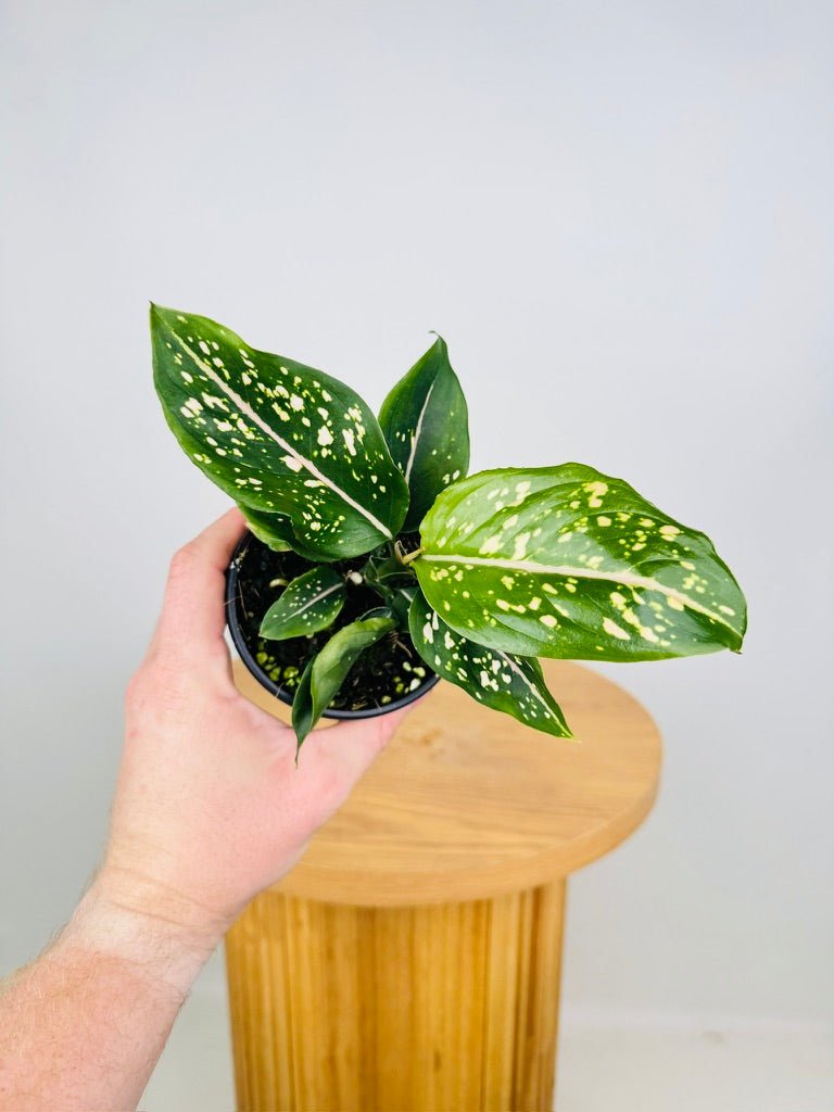 Aglaonema Commutatum - Pink Dalmatian | Uprooted