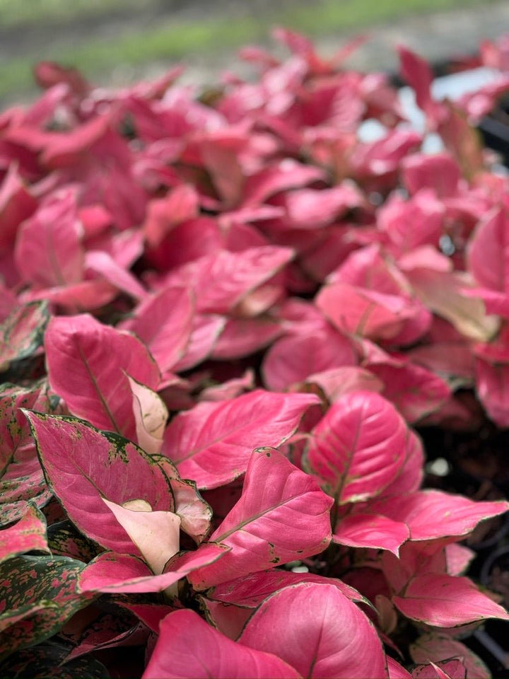 Aglaonema Commutatum - Red Fountain | Uprooted