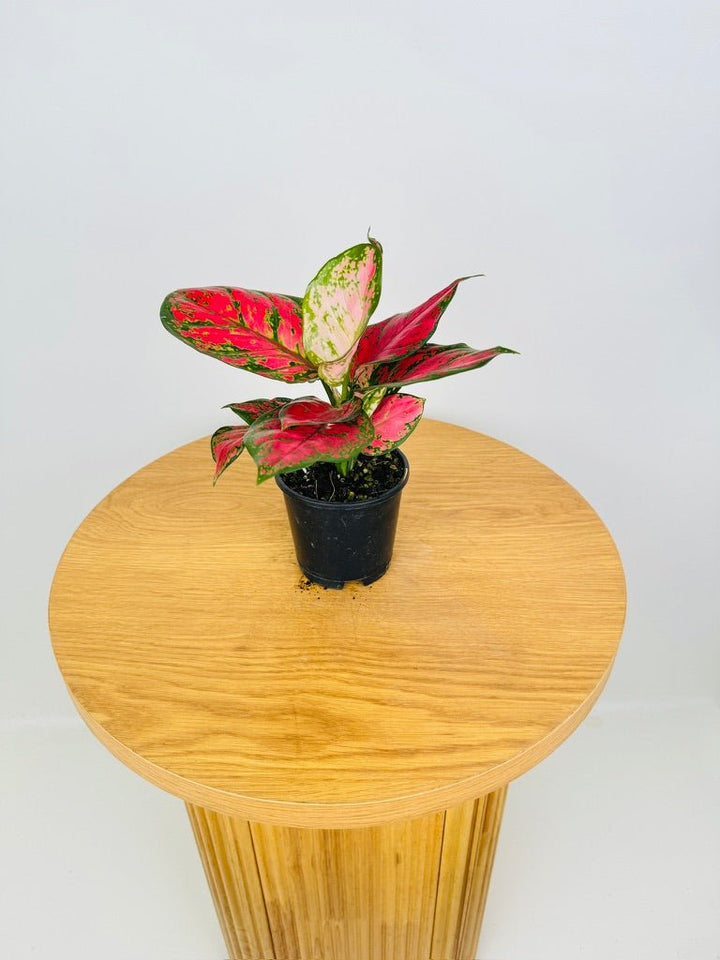 Aglaonema Commutatum - Red Valentine | Uprooted