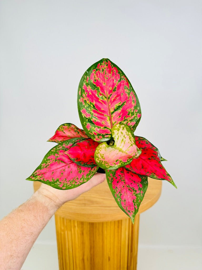 Aglaonema Commutatum - Red Valentine | Uprooted