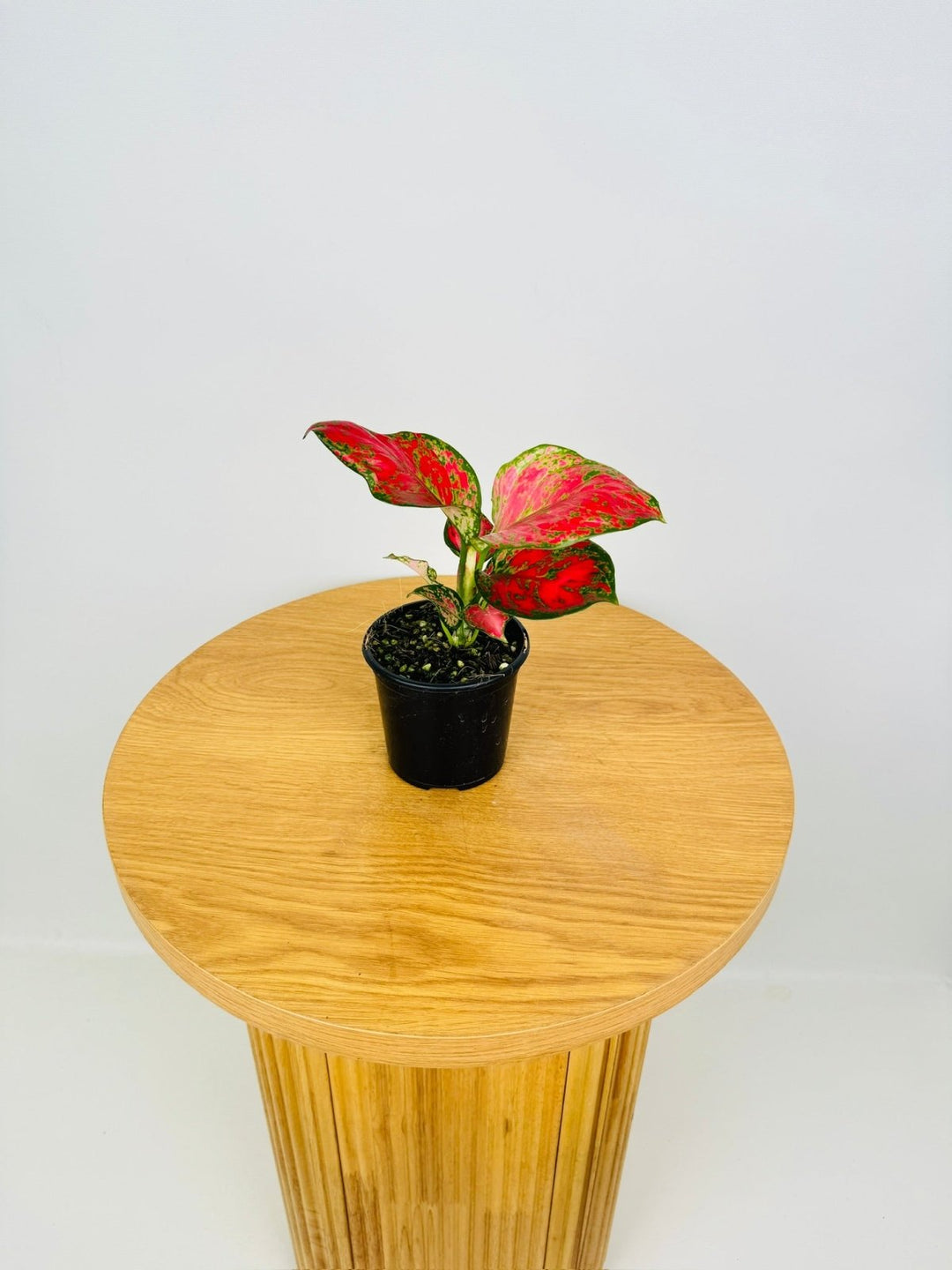 Aglaonema Commutatum - Rich Red | Uprooted