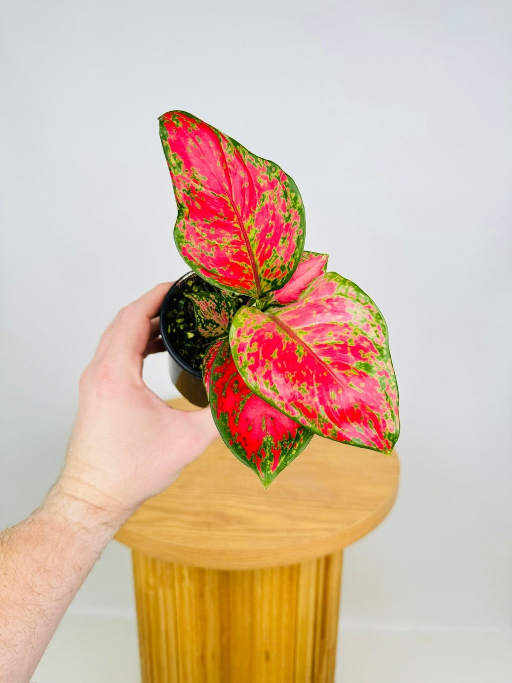 Aglaonema Commutatum - Rich Red | Uprooted