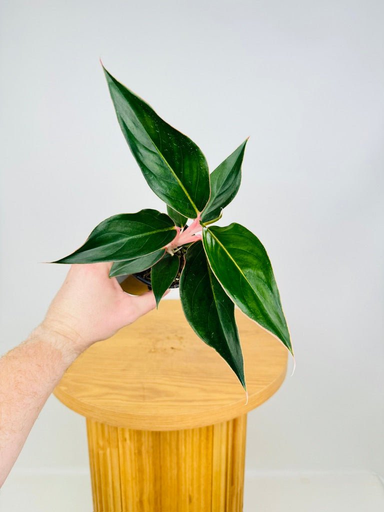 Aglaonema Commutatum - Sapphire | Uprooted