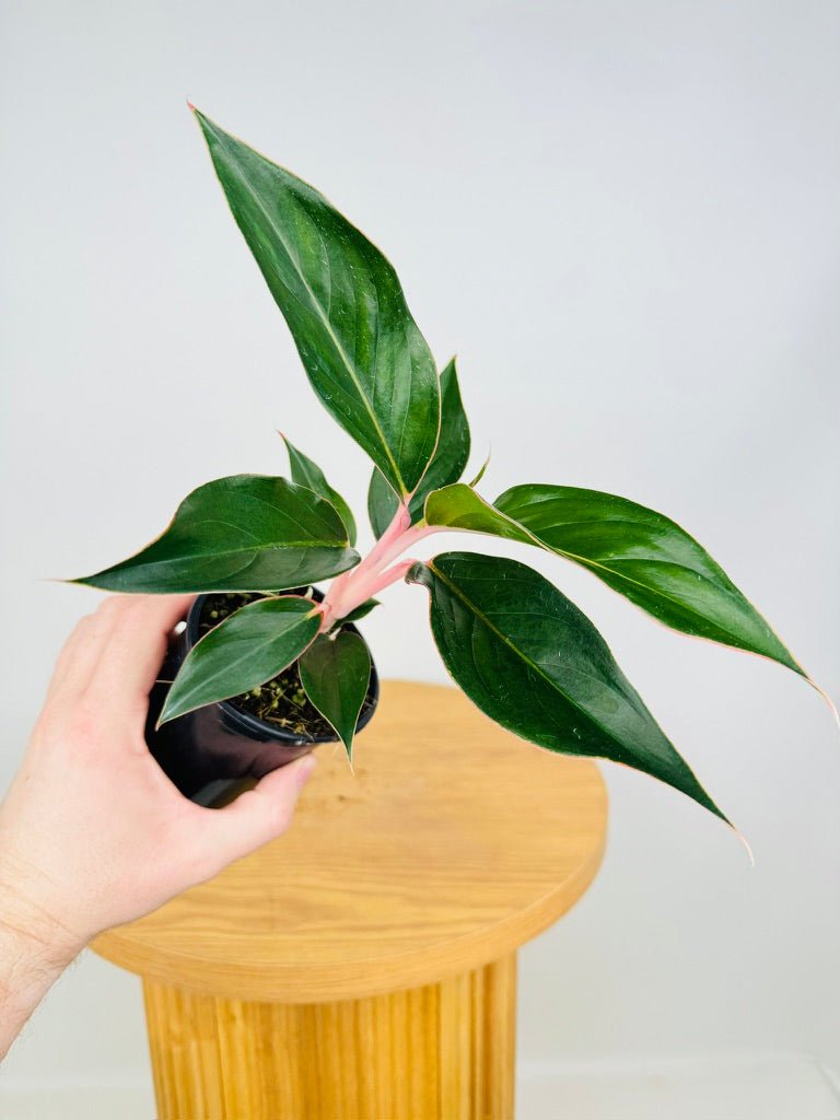 Aglaonema Commutatum - Sapphire | Uprooted