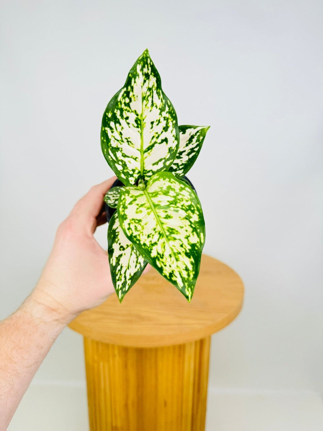 Aglaonema Commutatum - Silver Cosmetic | Uprooted