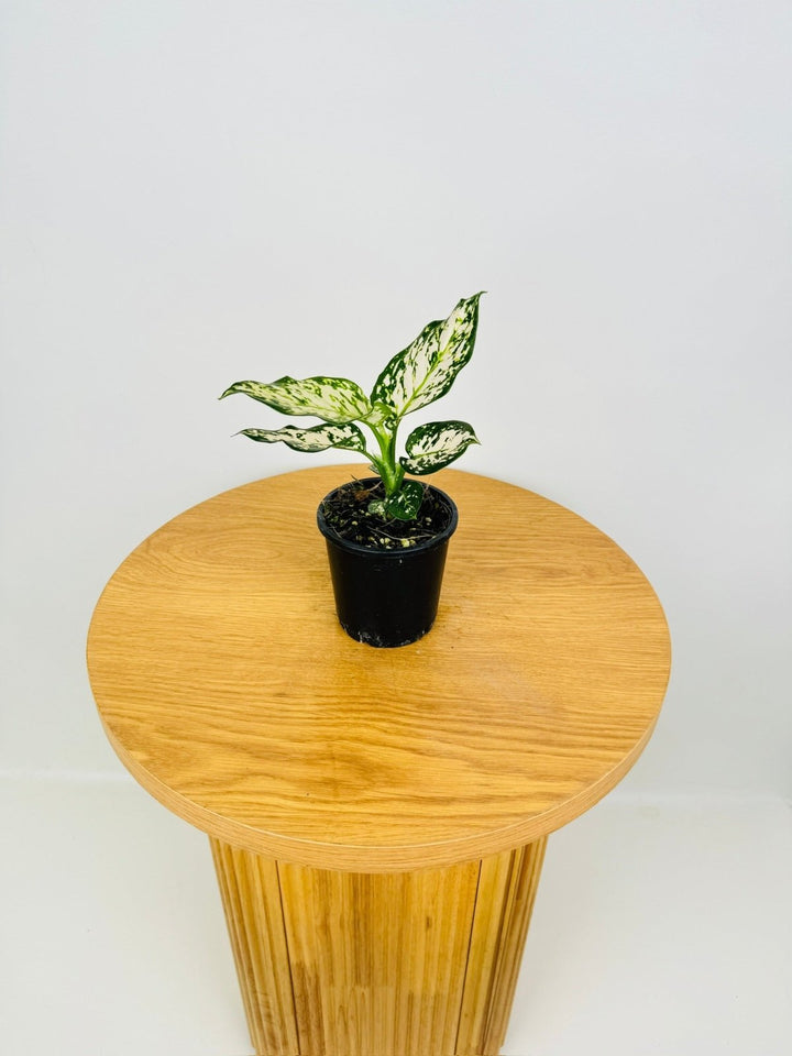 Aglaonema Commutatum - Silver Cosmetic | Uprooted