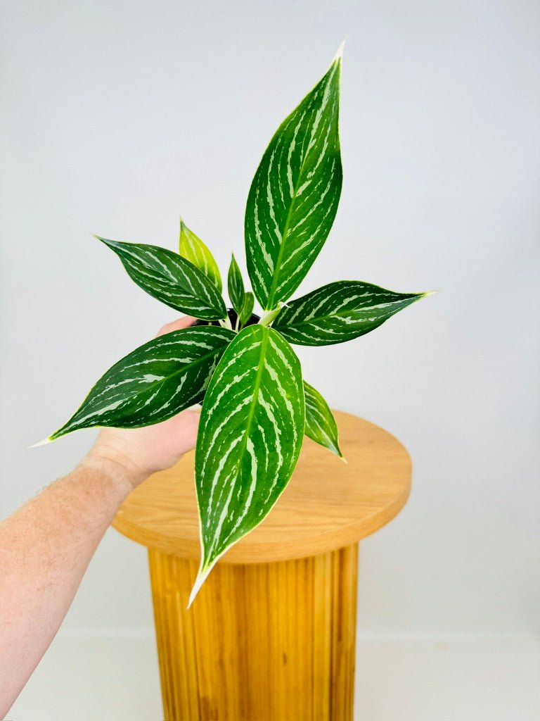 Aglaonema Commutatum - Snow White | Uprooted