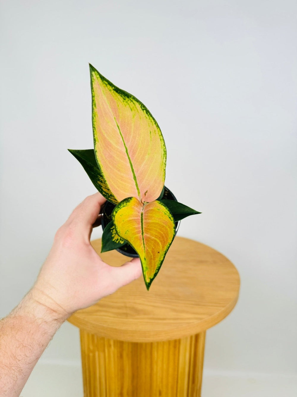 Aglaonema Commutatum - Spitfire | Uprooted