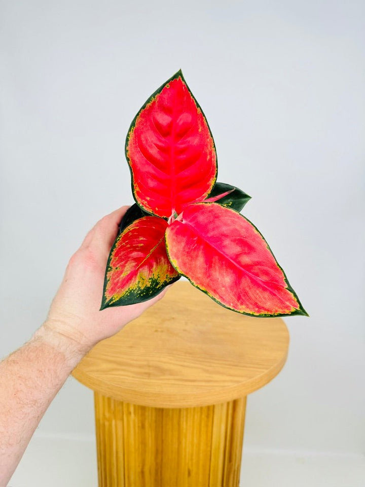 Aglaonema Commutatum - Suksom Jaipong | Uprooted