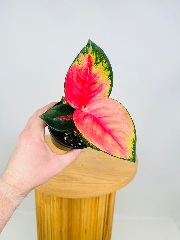 Aglaonema Commutatum - Suksom Jaipong | Uprooted