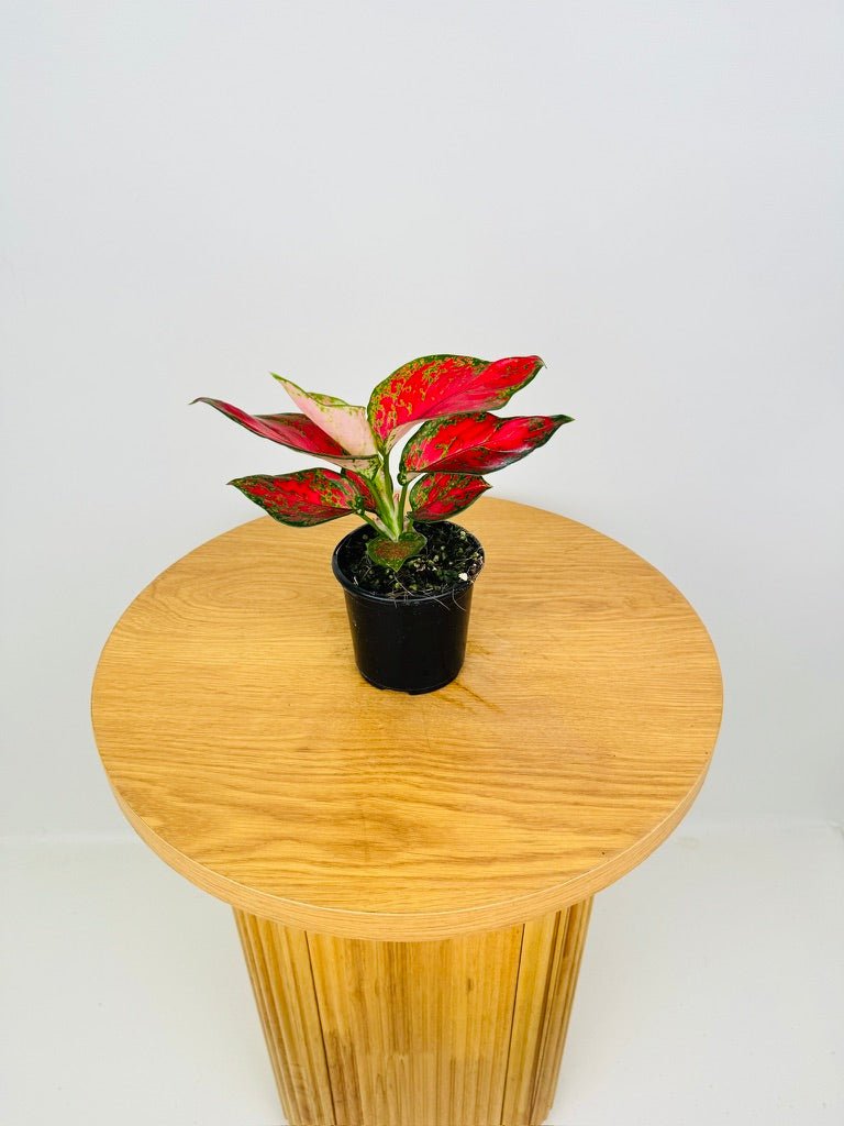 Aglaonema Commutatum - Sunshine | Uprooted