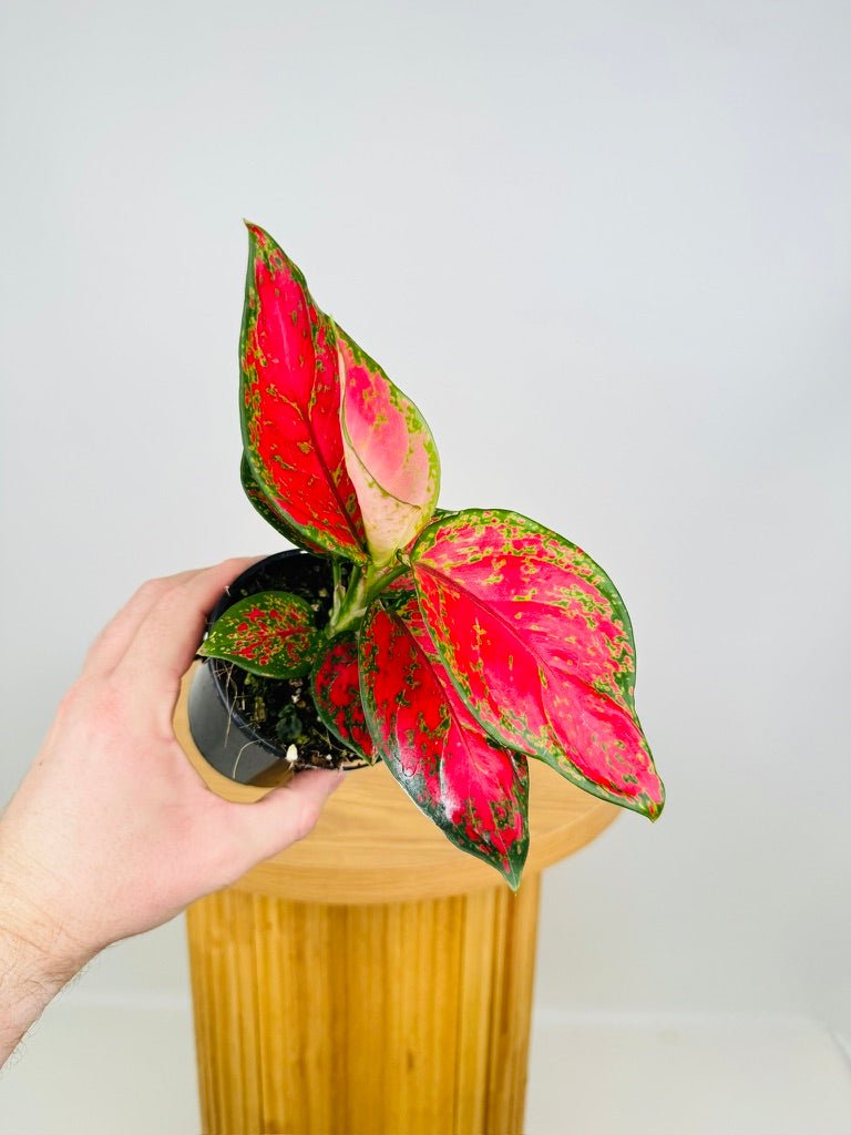 Aglaonema Commutatum - Sunshine | Uprooted