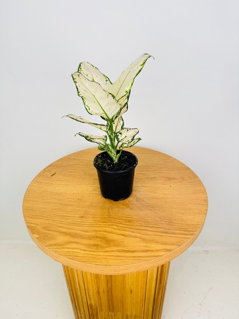 Aglaonema Commutatum - Super White | Uprooted