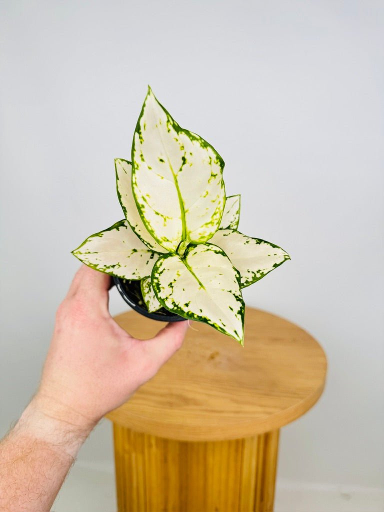 Aglaonema Commutatum - Super White | Uprooted