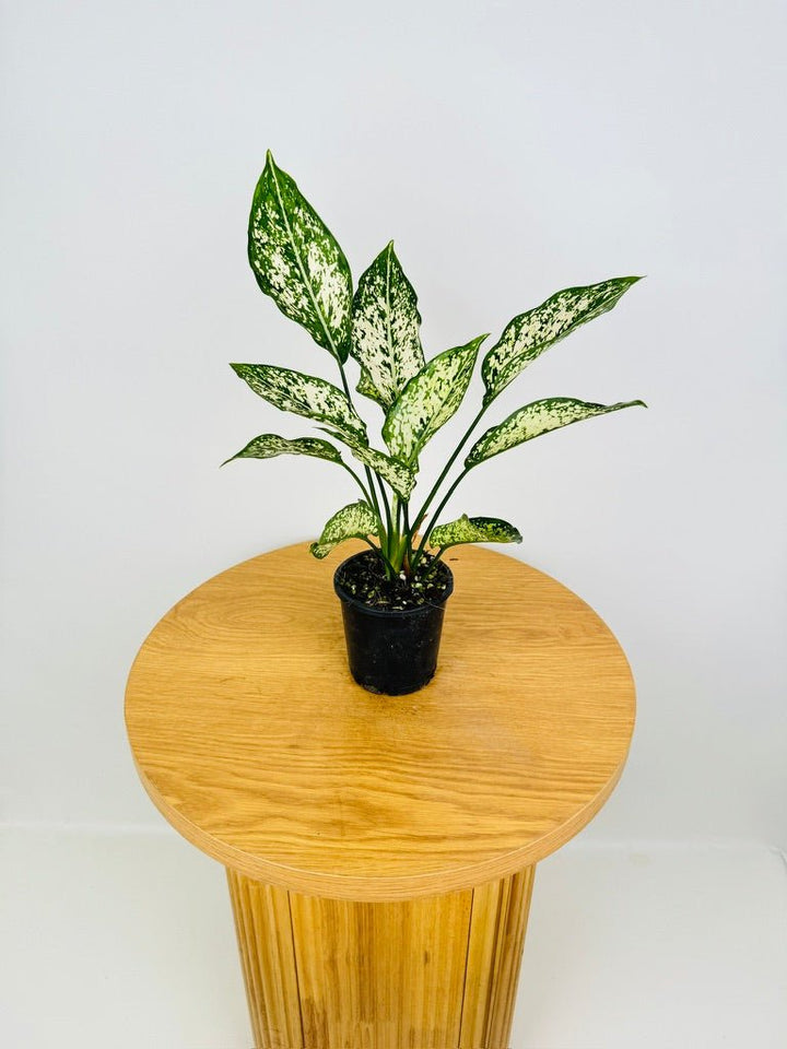 Aglaonema Commutatum - Thai Snowflake | Uprooted