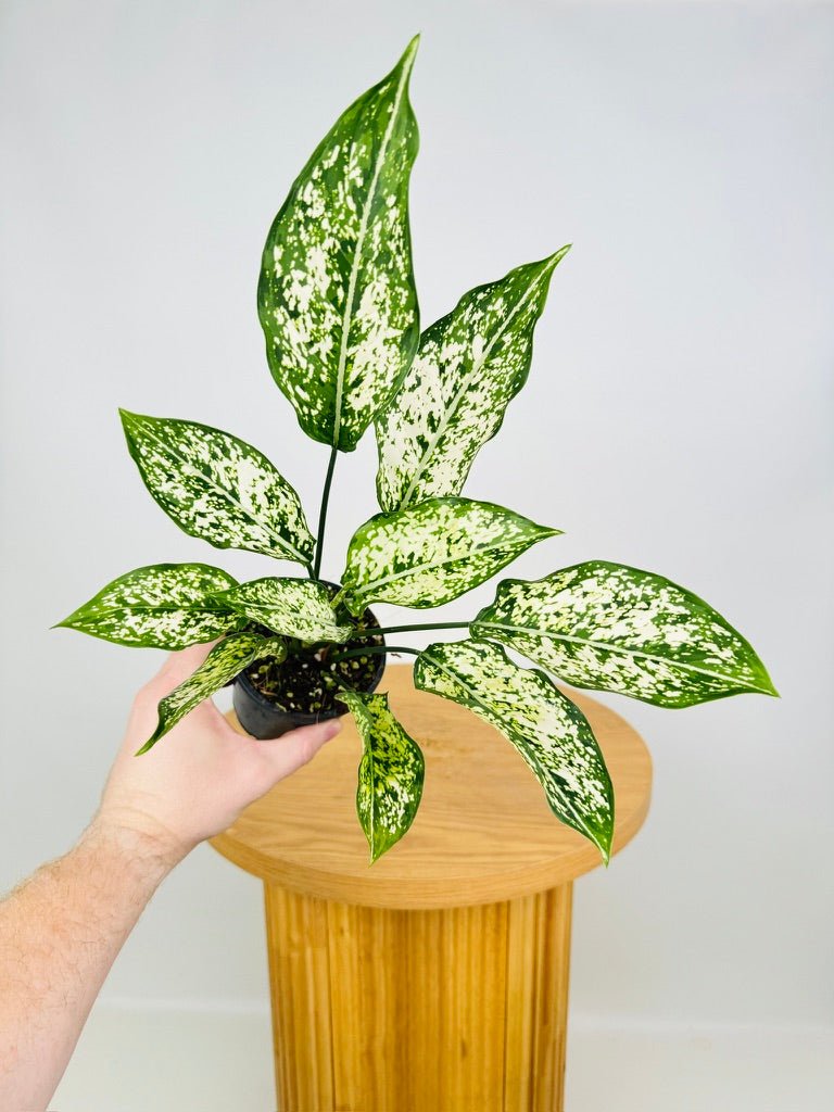 Aglaonema Commutatum - Thai Snowflake | Uprooted