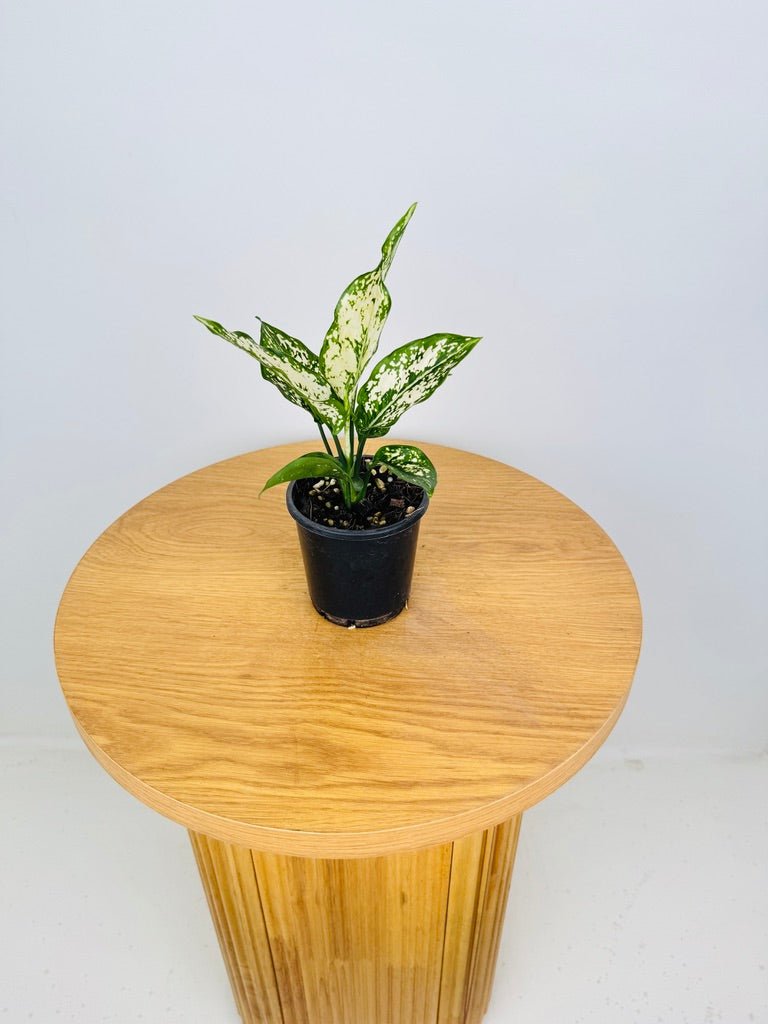 Aglaonema Commutatum - Thai Snowflake | Uprooted