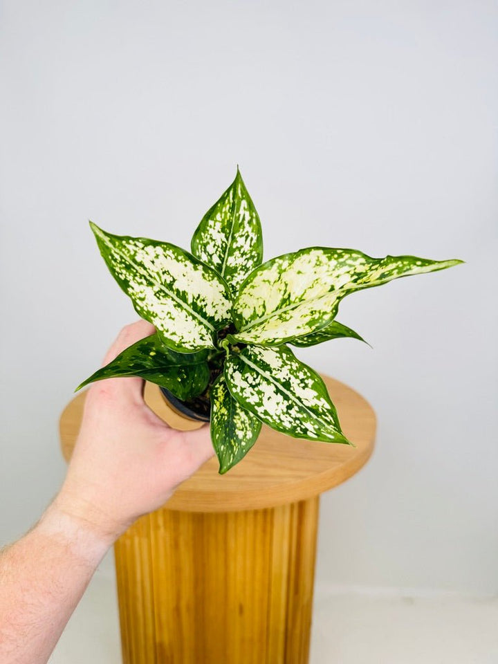 Aglaonema Commutatum - Thai Snowflake | Uprooted