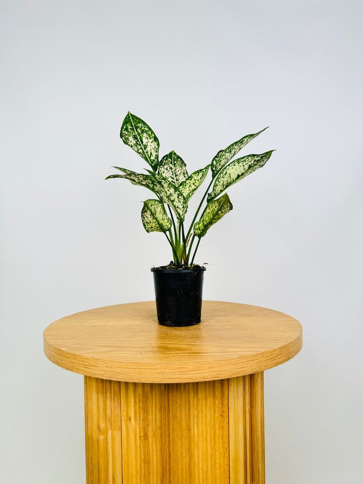 Aglaonema Commutatum - Thai Snowflake | Uprooted