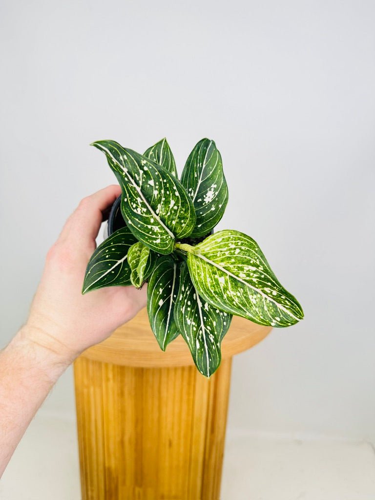 Aglaonema Commutatum - Toms Pride | Uprooted