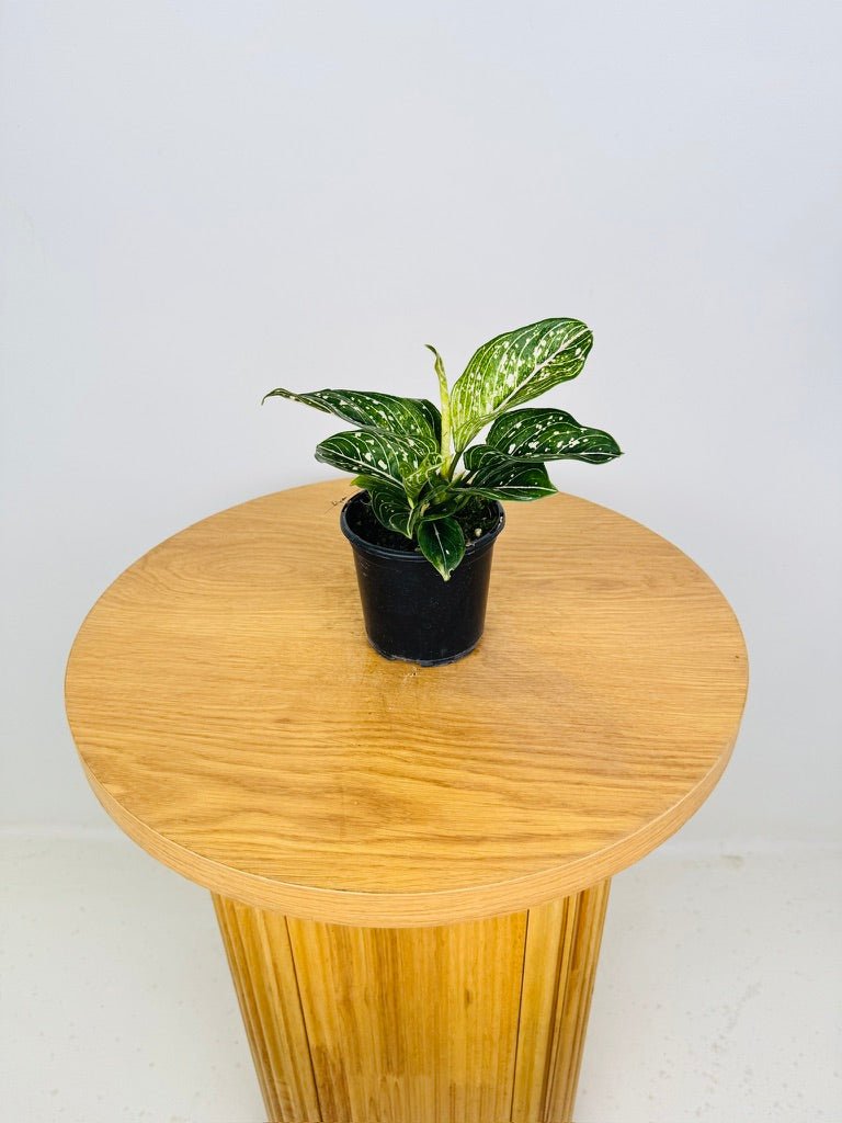 Aglaonema Commutatum - Toms Pride | Uprooted