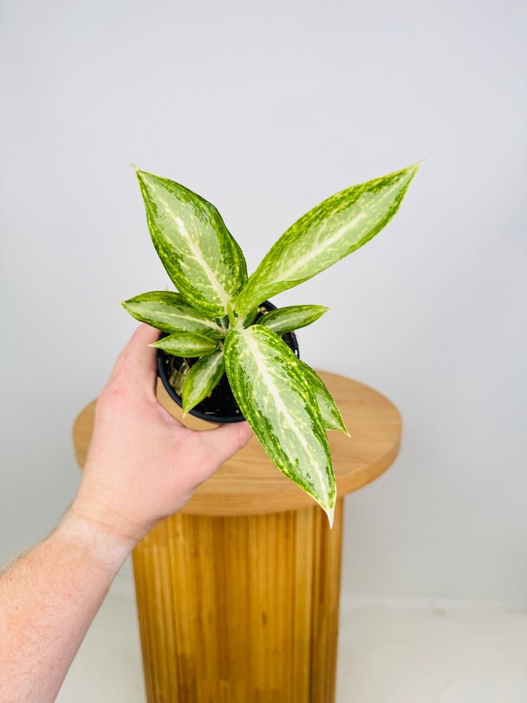 Aglaonema Commutatum - White Rain | Uprooted