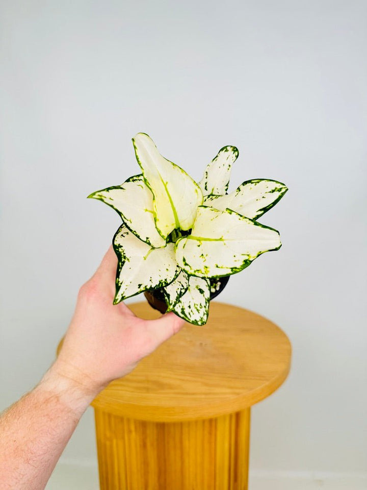 Aglaonema Commutatum - White Valentine | Uprooted