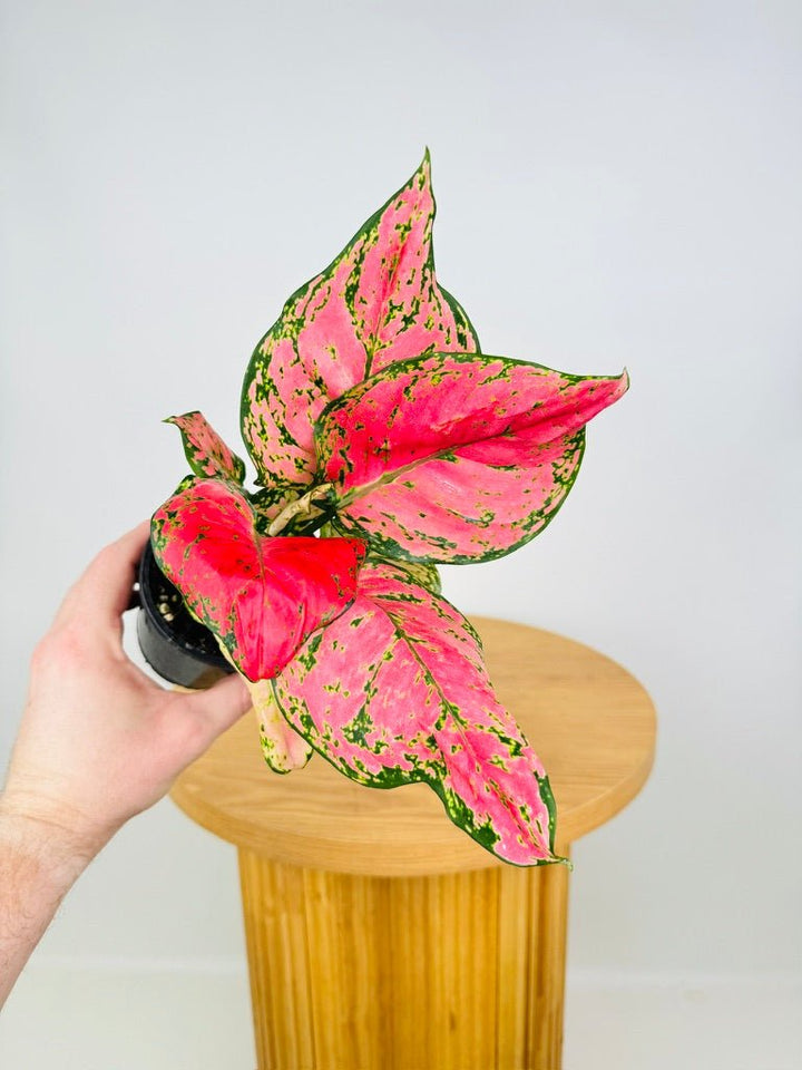 Aglaonema Commutatum - Wishes | Uprooted