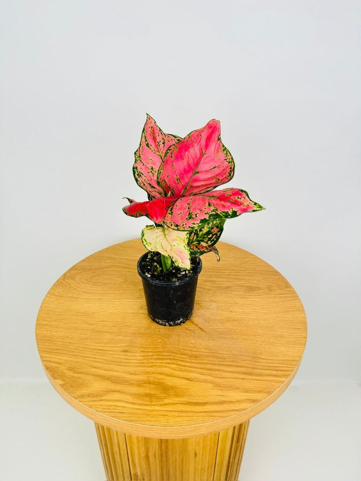 Aglaonema Commutatum - Wishes | Uprooted