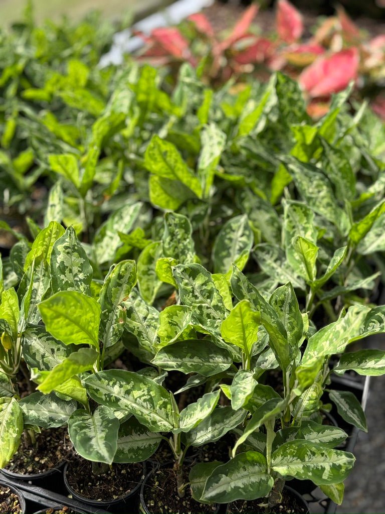 Aglaonema Pictum Tricolour | Uprooted