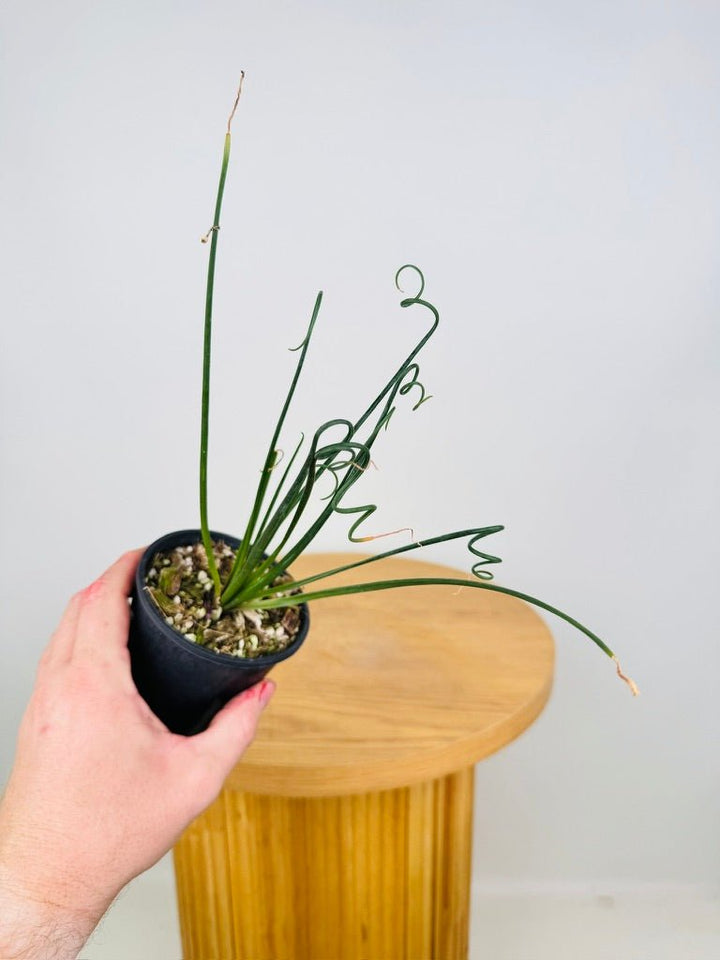 Albuca Spiralis | Uprooted