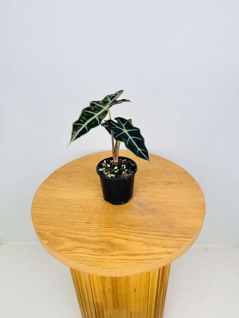 Alocasia Amazonica Dwarf | Uprooted