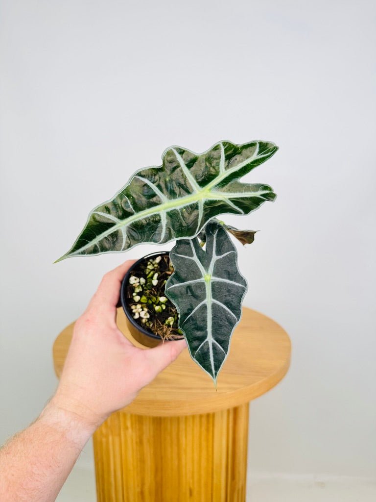 Alocasia Amazonica Dwarf | Uprooted