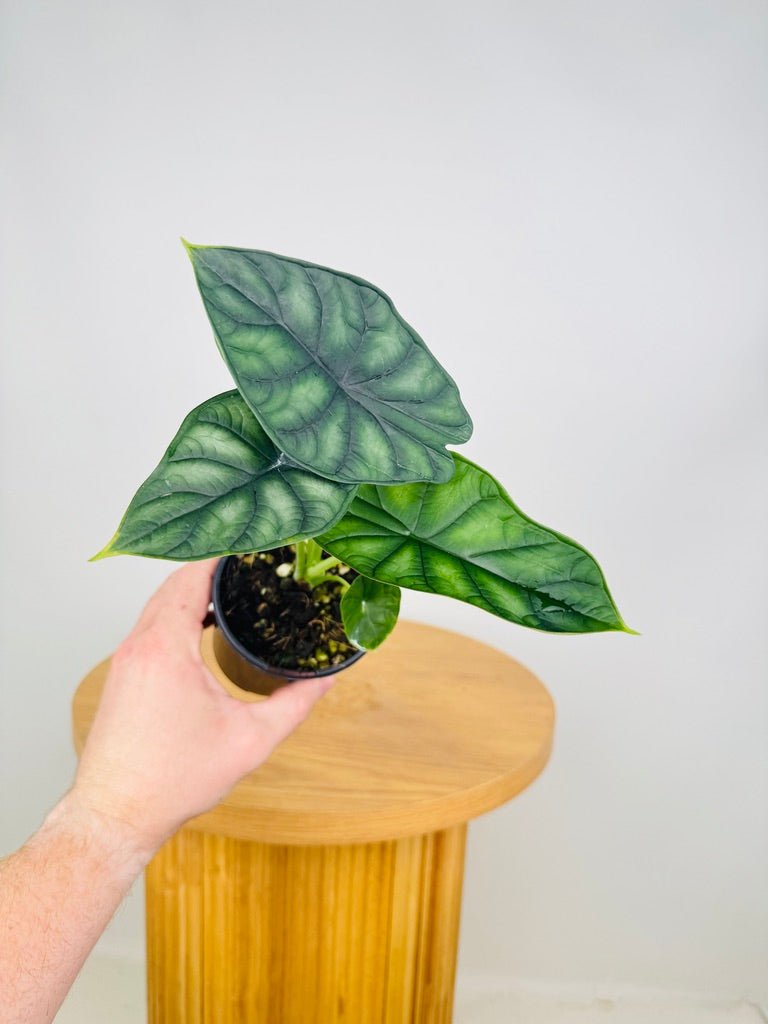 Alocasia Baginda - Dragon Scale | Uprooted