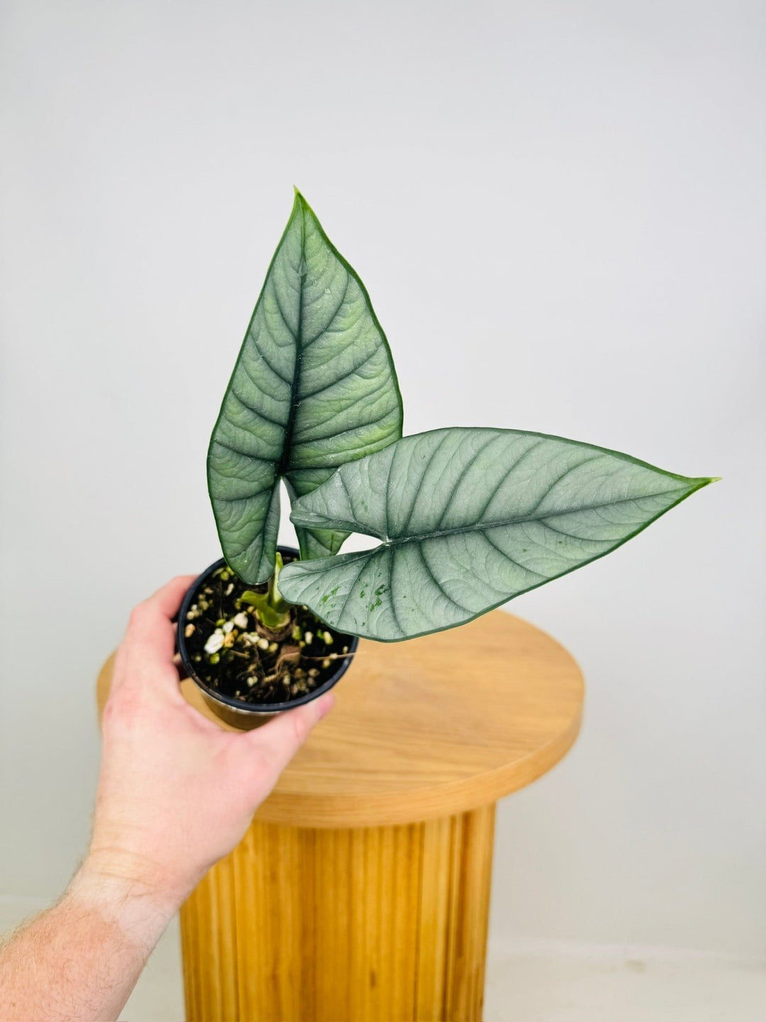 Alocasia Bisma Silver | Uprooted