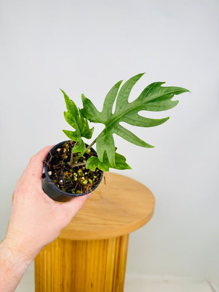 Alocasia Brancifolia - Serpent's Tail | Uprooted