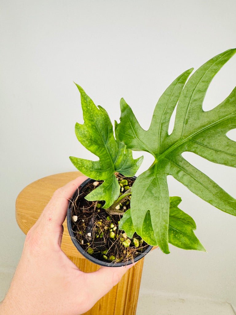 Alocasia Brancifolia - Serpent's Tail | Uprooted