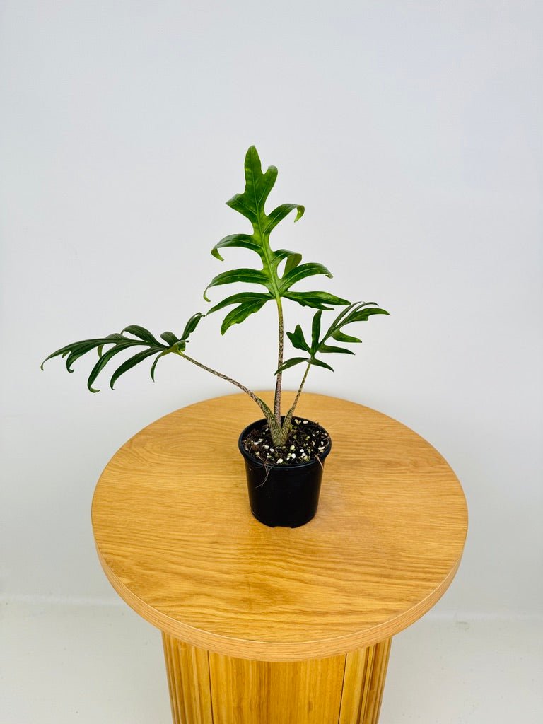 Alocasia Brancifolia - Serpent's Tail | Uprooted