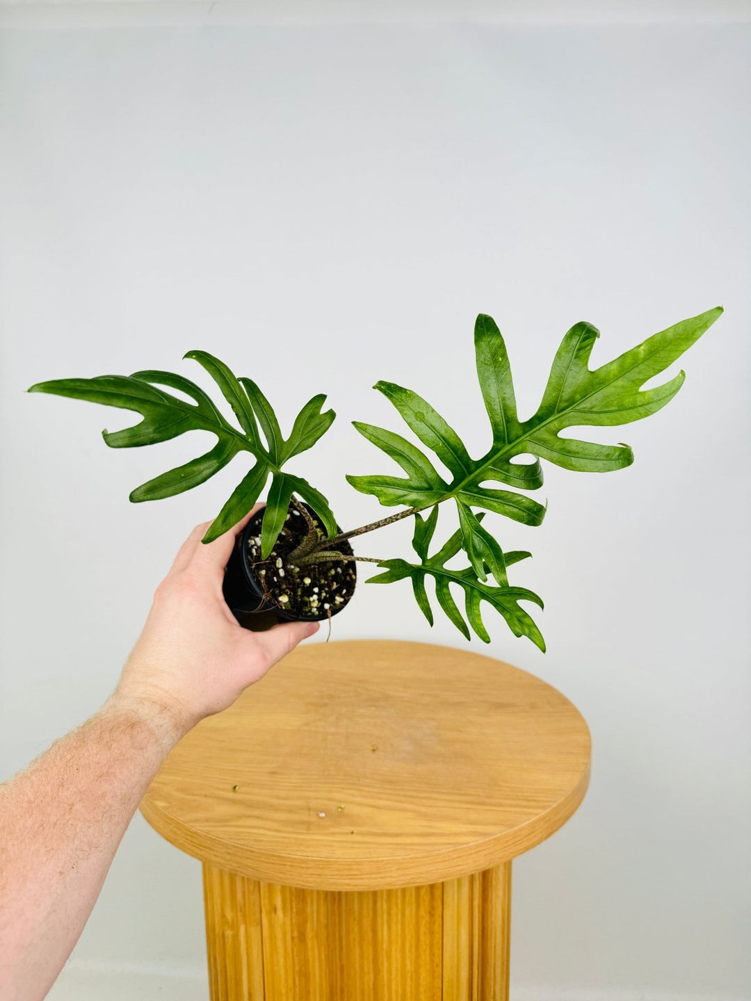 Alocasia Brancifolia - Serpent's Tail | Uprooted