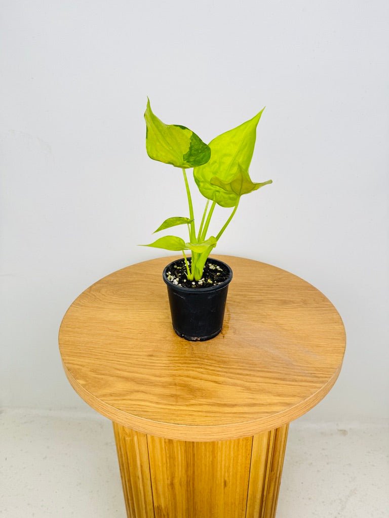 Alocasia Cucullata Yellow Tail - Banana Split | Uprooted