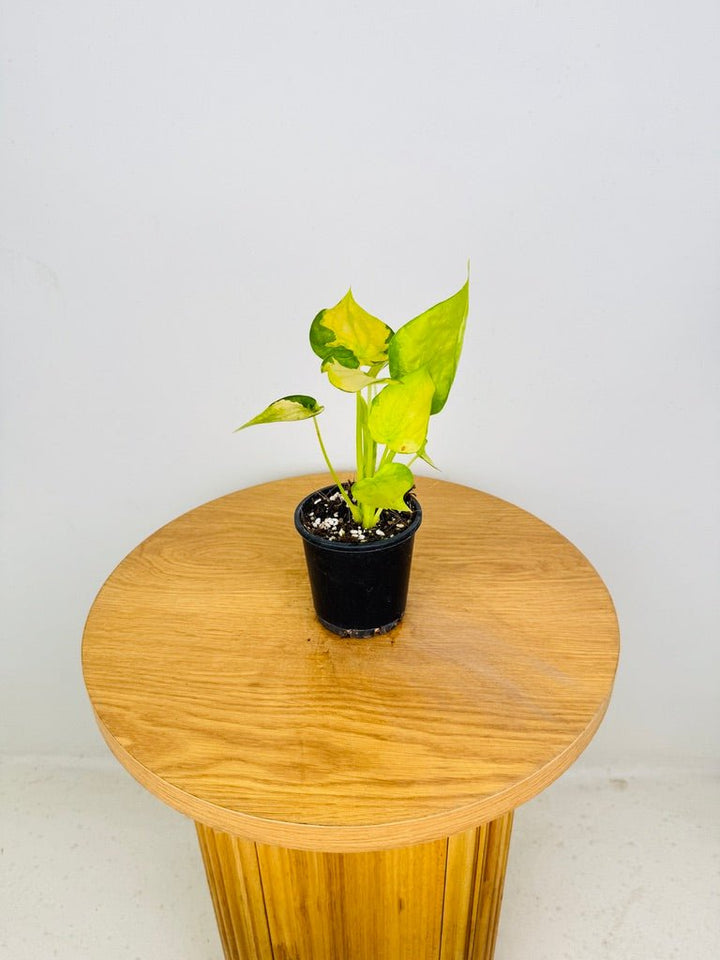 Alocasia Cucullata Yellow Tail - Banana Split | Uprooted