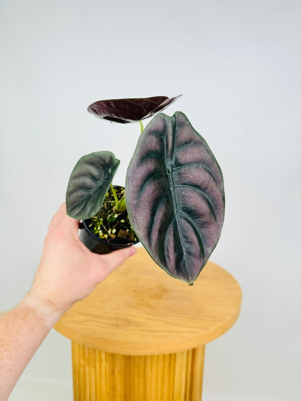 Alocasia Cuprea | Uprooted