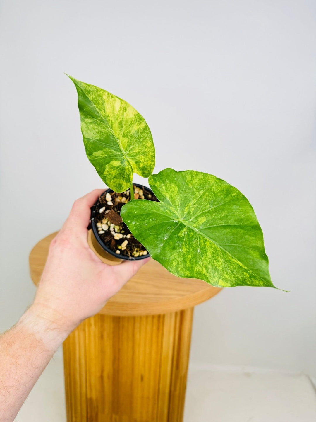 Alocasia Gageana Variegata Aurea | Uprooted