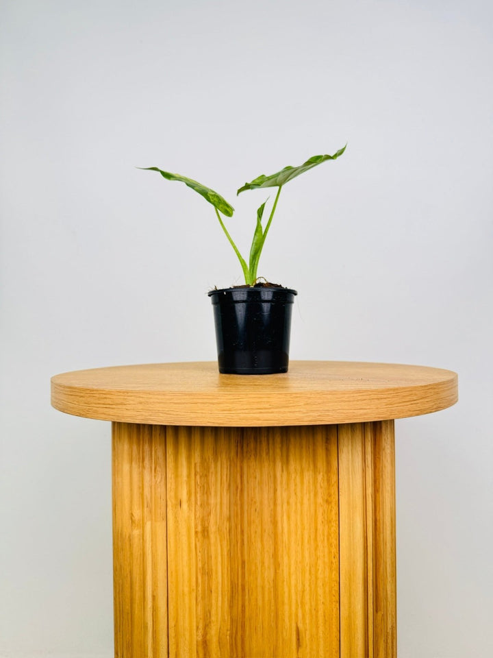 Alocasia Gageana Variegata Aurea | Uprooted