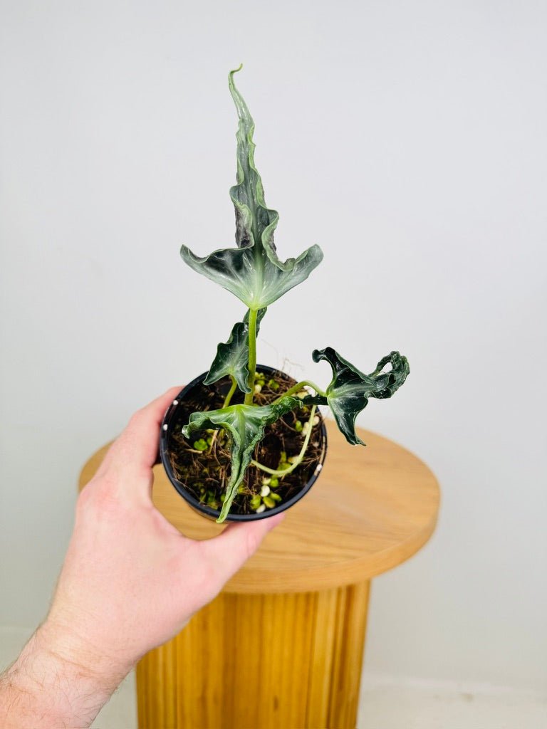 Alocasia Loco | Uprooted