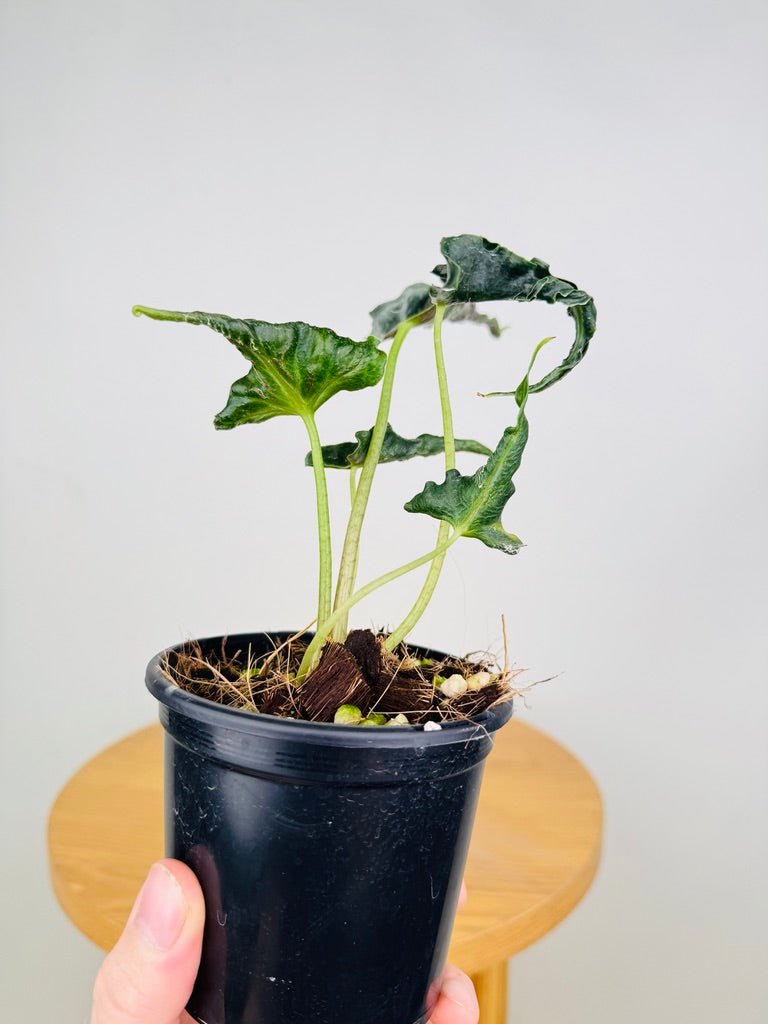 Alocasia Loco | Uprooted