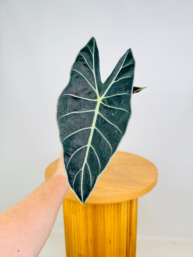 Alocasia Longiloba - Dragon's Tooth | Uprooted